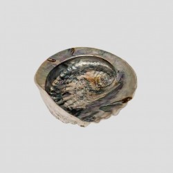 Concha de abalone